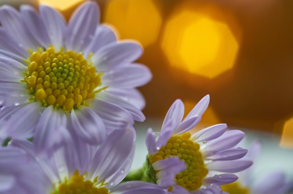 Daisy flower and warm light