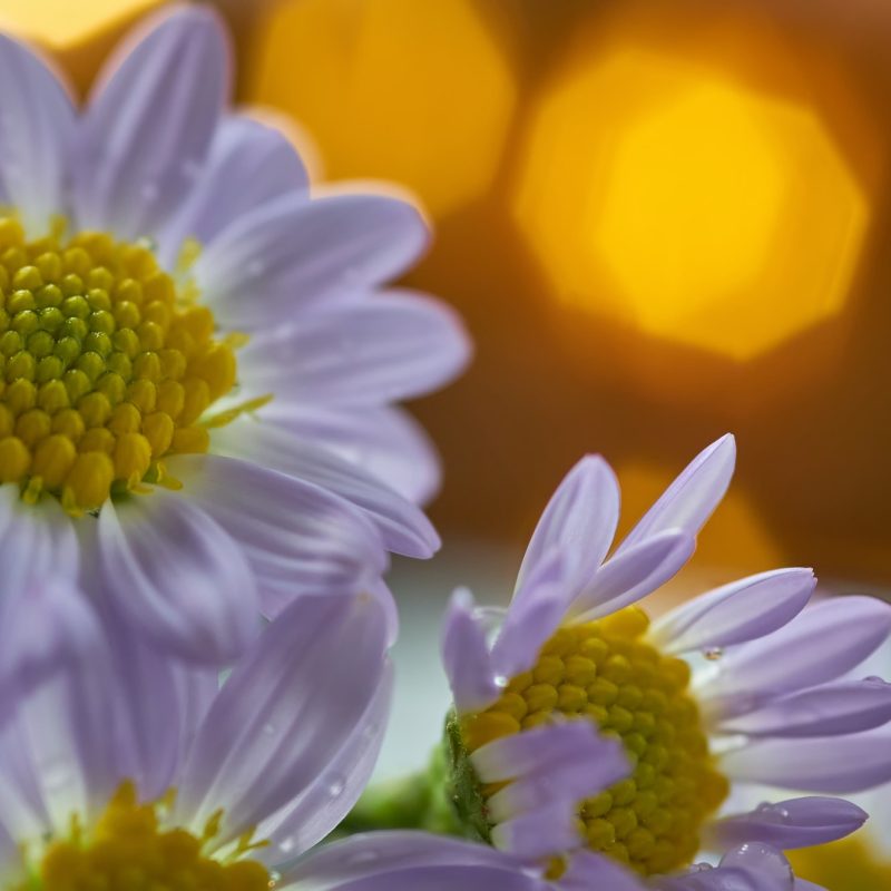 Daisy flower and warm light